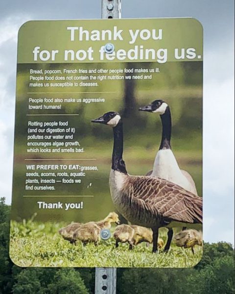 180814-Sign-geese-dont-feed-1-480x600